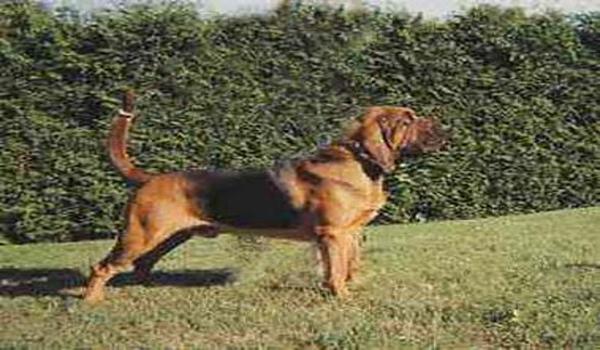 三角洲寻血猎犬辅助机制（三角洲寻血猎犬辅助会不会封号）