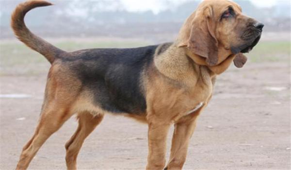 寻血猎犬三角洲怎么处理（三角洲行动寻血猎犬怎么处理辅助）